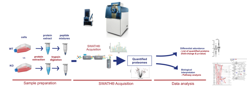 Does COBO also support phenotypic analysis of knockout cells?