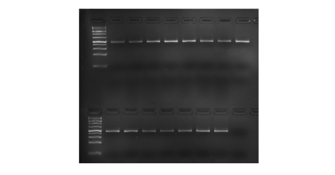 How to check quality of IDAA tri-primer PCR?
