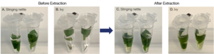 DNA Extraction