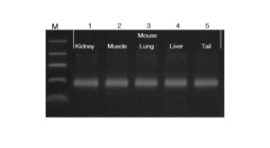 DNA Extraction